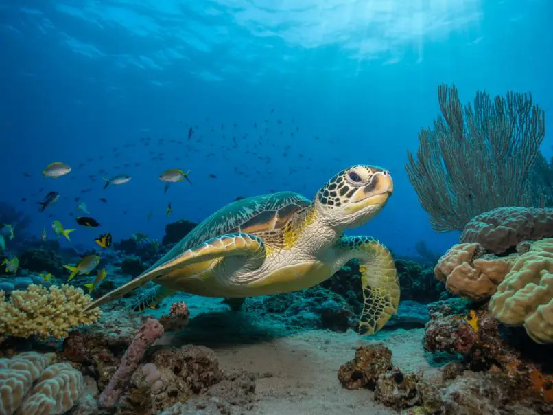 Countries to Travel That Are Worth the Long Flight